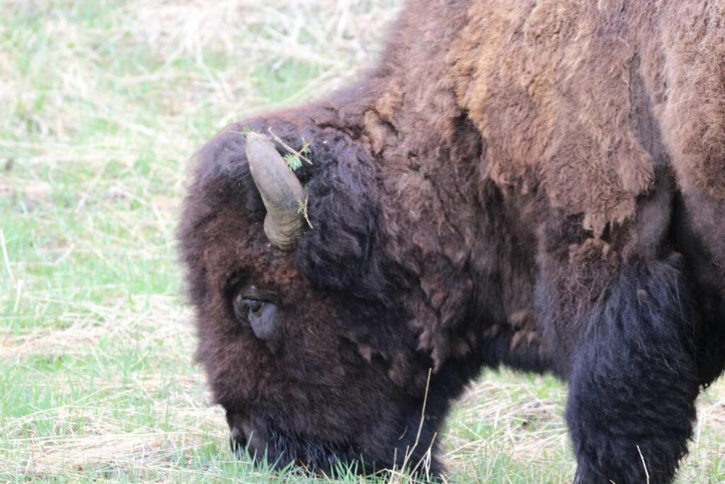 Bison Lodge - Lg Home - 2 Bedrooms - Less Than 5 Miles To Yellowstone North Entrance, Sleeps Up To 8 Gardiner Kültér fotó