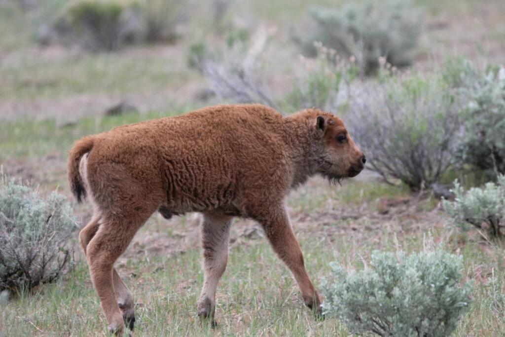 Bison Lodge - Lg Home - 2 Bedrooms - Less Than 5 Miles To Yellowstone North Entrance, Sleeps Up To 8 Gardiner Kültér fotó