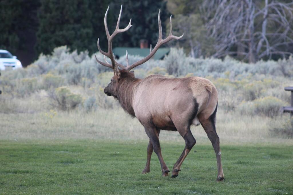 Bison Lodge - Lg Home - 2 Bedrooms - Less Than 5 Miles To Yellowstone North Entrance, Sleeps Up To 8 Gardiner Kültér fotó