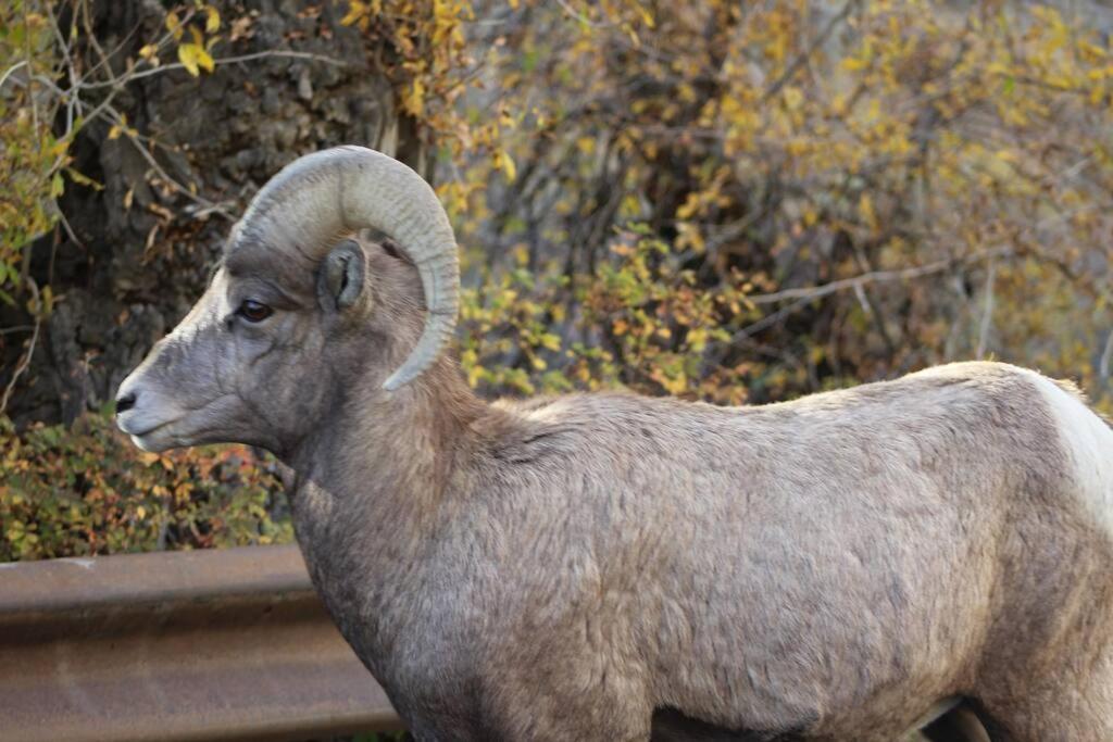 Bison Lodge - Lg Home - 2 Bedrooms - Less Than 5 Miles To Yellowstone North Entrance, Sleeps Up To 8 Gardiner Kültér fotó